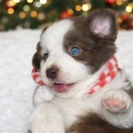 Holly - Red & white female Miniature Australian Shepherd puppy in Alexandria, Virginia from Fairfax Aussies