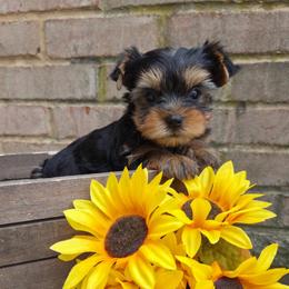 Harley - Blue and gold male Yorkshire Terrier puppy in Monticello, Iowa from Ashley’s Puppies
