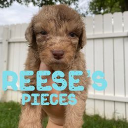 Aussiedoodle and Australian Shepherd Puppies from Rainbow Ranch