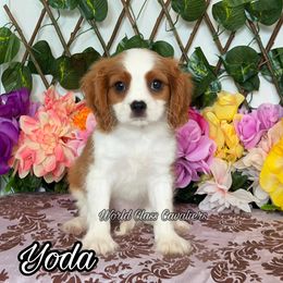 Yoda - Blenheim male Cavalier King Charles Spaniel puppy in Hollywood, Florida from World Class Cavaliers