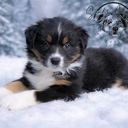 Nova - Black tri-color female Australian Shepherd puppy in Fultonville, New York from Sandy Aussies & Pomeranians