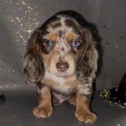 Dachshund Puppies from Signature Sloan - Long Hair Dachshunds