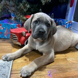 Comet - Fawn male Cane Corso puppy in Lititz, Pennsylvania from Lititz Cane Corsos