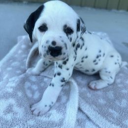 Dalmatian Puppies from Cowart’s Dalmatians