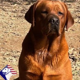 Colton - Labrador Retriever