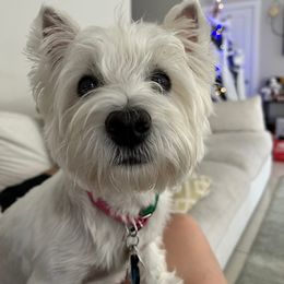 West Highland White Terrier Puppies from Our Westies 2