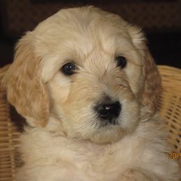 Double Doodle and Goldendoodle Puppies from Davis Doodles
