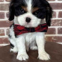 Phantom - Tri-color male Cavalier King Charles Spaniel puppy in Ammon, Idaho from Ammon Acres Cavaliers