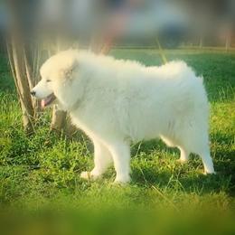 Snowy - Samoyed