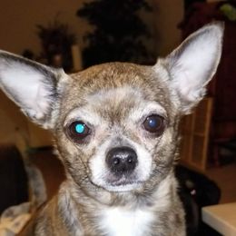 Roxie - Chihuahua