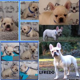 Alfredo - Cream French Bulldog puppy in Puyallup, Washington from Pacific Wonderland French Bulldogs
