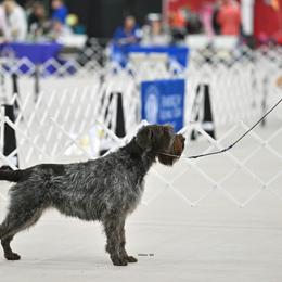 Wirehaired Pointing Griffons from Eyrie Kennels