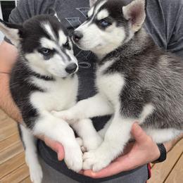 Siberian Husky Puppies from Nikolay Veltchev