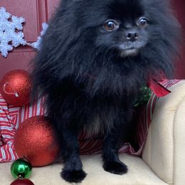 Pomeranian puppies from Peppermint Pomeranians