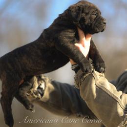 BEEFBOY - Black brindle male Cane Corso puppy in Cable, Ohio from Americana Cane Corso