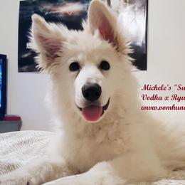 Berger Blanc Suisse and German Shepherd Puppies from Vom Hundhaus German Shepherds
