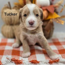 Tucker - Apricot male Goldendoodle puppy in Summerville, South Carolina from Channys Doodles