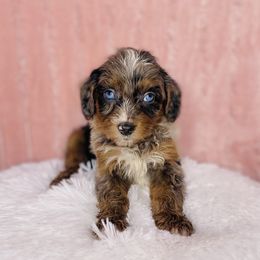 Aussiedoodles and Poodles from Southern Faith Aussies