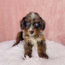 Aussiedoodles and Poodles from Southern Faith Aussies