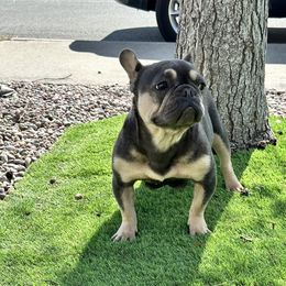 Zoey - French Bulldog