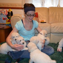 Standard Poodle Puppies from D and D Standard Poodles
