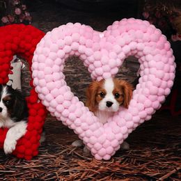 Border Collie and Cavalier King Charles Spaniel Puppies from Casa De Cavaliers