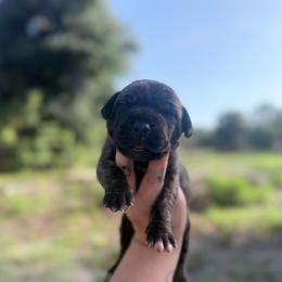 MeatBall - Brindle female Great Dane puppy in Lehigh Acres, Florida from Florida Wrinkles