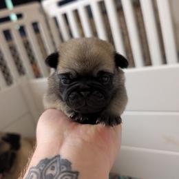 Adelaide - Fawn female Pug puppy in Winter Haven, Florida from Lisa's Pugalicious Pugs