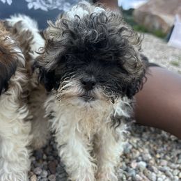Lamie - Tricolor female Shih Tzu puppy in Providence, Rhode Island from E&A Pets LLC