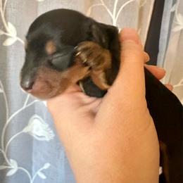 Peep - Black and tan female Dachshund puppy in Wolf Lake, Indiana from Canisteo Dachshunds
