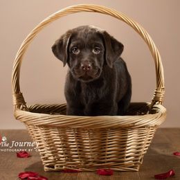 "Grace, c.2019" Labrador Retriever Puppies from Arctic Texan Labradors