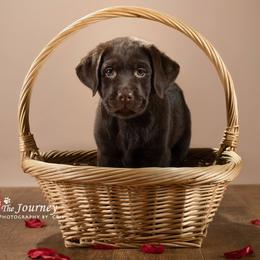 "Grace, c.2019" Labrador Retriever Puppies from Arctic Texan Labradors