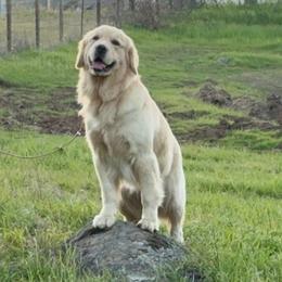 Morticia - Golden Retriever