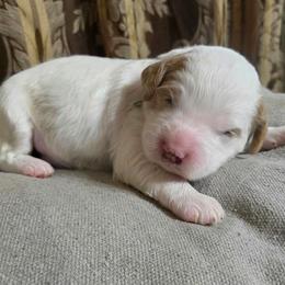 Boy 4 - Trooper - Cream male Goldendoodle puppy in Austin, Texas from Doodles Fur Days