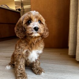 Utah - Red female Cavapoo puppy in Rio Linda, California from VitPom Puppies