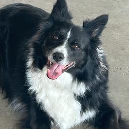 Penny - Black female Border Collie puppy in Tylertown, Mississippi from Cool Meadow Farms