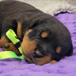 Girl 2 - Black and mahogany female Rottweiler puppy in Blanchard, Oklahoma from Mystique Kennel