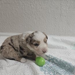 Merle Boy 1 - Red merle male Australian Shepherd puppy in Wauneta, Nebraska from 4H Aussies