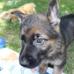 Salsa - Sable Boy - Sable male German Shepherd puppy in Oakland, Oregon from VHM German Shepherds