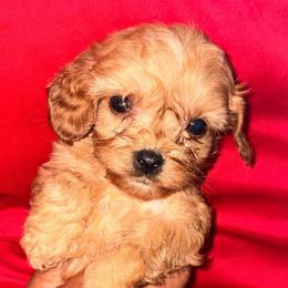 Croissant - Red female Cavapoo puppy in El Sobrante, California from Mckendra's Legacy