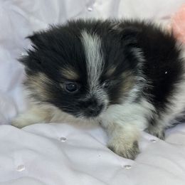 Kyra - Blue merle female Pomeranian puppy in Bells, Texas from Lollipoppoms