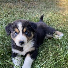 Girl 5 - female Australian Shepherd puppy in Tekonsha, Michigan from Cottage Farm Aussies