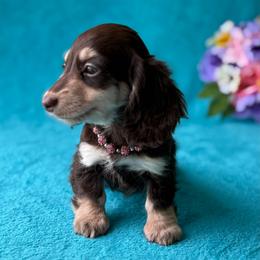 Hope - Chocolate and cream female Dachshund puppy in Lincoln, Arkansas from Red Dirt Dachshunds