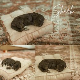 Shark - Black tri-color male Aussiedoodle puppy in Inman, South Carolina from Dark Corner Doodles