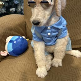 Atlas - Apricot male Poodle puppy in Mobile, Alabama from Semmy’s Standard Poodle LLC