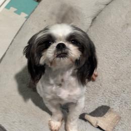 Shih Tzu Puppies from Lil Cuties Shih Tzu Parlor
