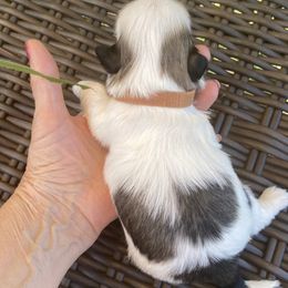Shih Tzu Puppies from Willow Lane Shih Tzus