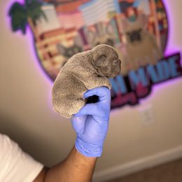 French Bulldog Puppies from Custom Made Frenchies LLC