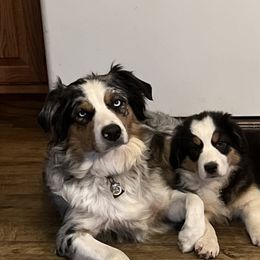Aussiedoodles and Australian Shepherds from Weavers Indian Run Aussies