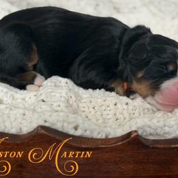 Aston Martin - Tri-color male Bernedoodle puppy in Henry, Illinois from Rowe Farms Doodles